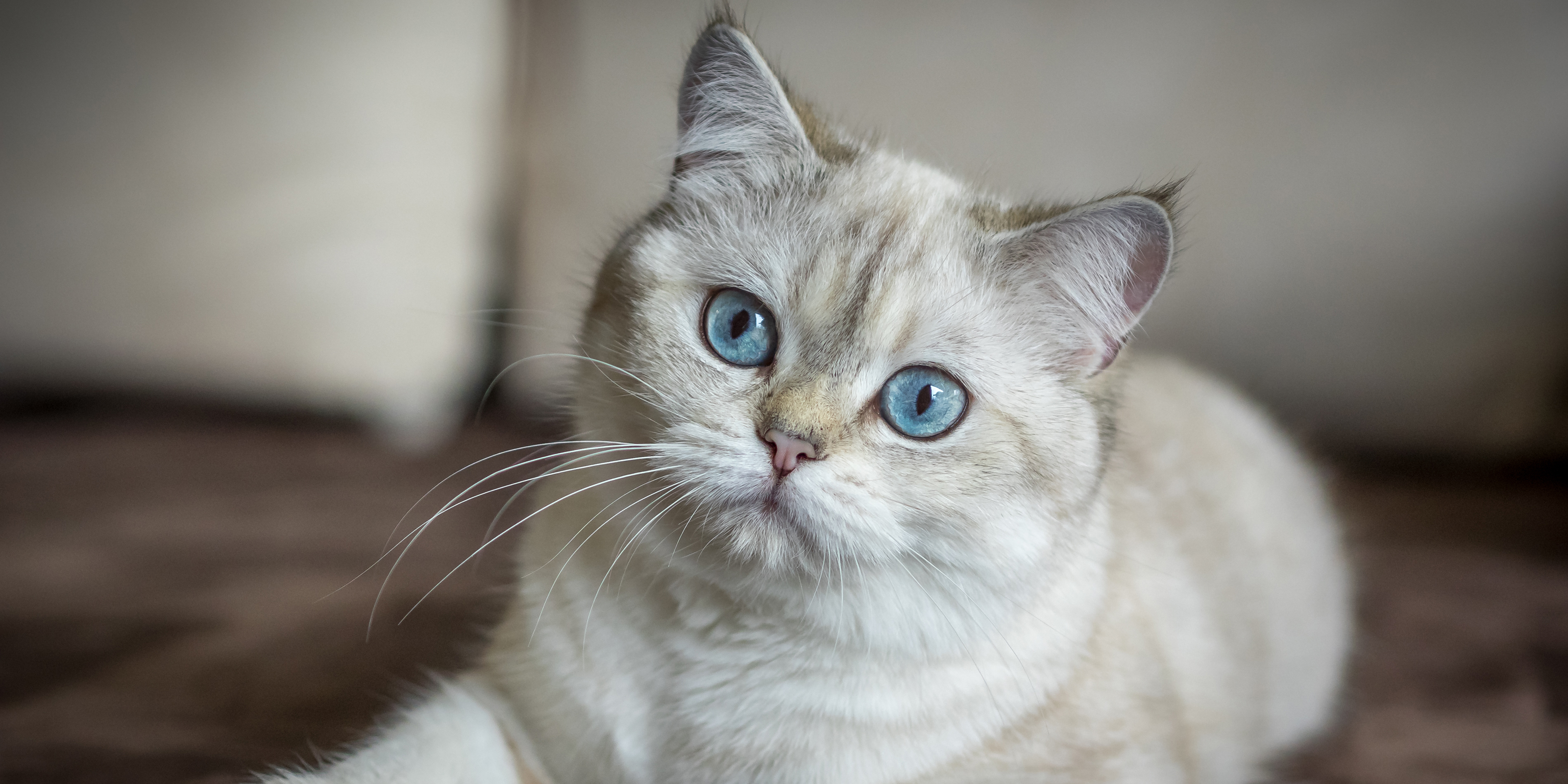 Bonsai Kitten > Home